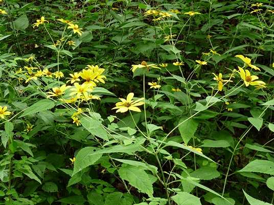{Helianthus strumosus}